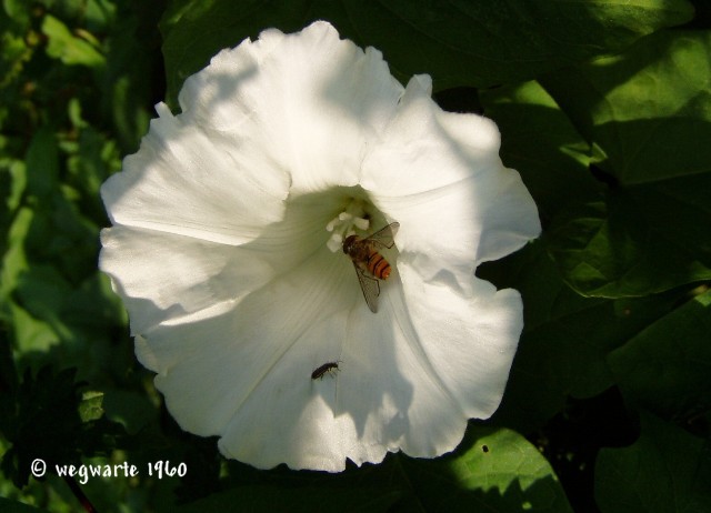 Foto von Zaunwinde Calystegia sepium mit Schwebefliege